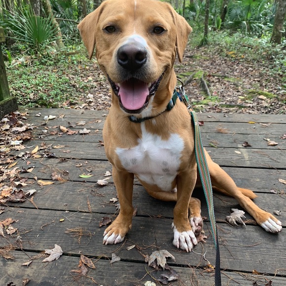 Meet your Posher, Ariel - Picture 3 of 3